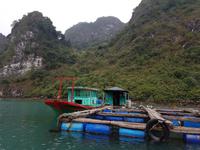 06.20_Halong Bucht; Ausflug Van Cua Fischerdorf