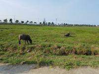 08.47_Hoi An; Radtour.