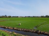 08.48_Hoi An; Radtour.