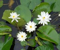 10.10_Thien Mu-Pagode 