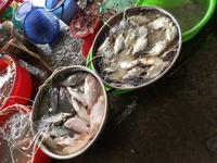 12.34_Mekong Delta; Markt Vinh Long.j