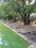 13.13_Krokodilfarm auf dem Weg nach Chau Doc