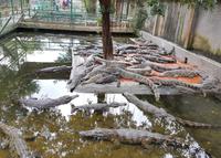 13.14_Krokodilfarm auf dem Weg nach Chau Doc