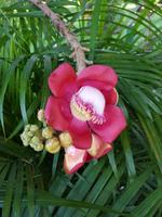 15.05_Phnom Penh; Königspalast