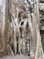 18.01_Dschungeltempel Ta Prohm (18)