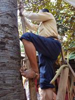 18.04_Palmzuckerdorf (4)