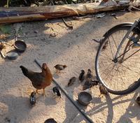 18.04_Palmzuckerdorf (7)