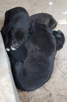 18.04_Palmzuckerdorf (8)