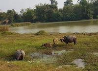 18.04_Palmzuckerdorf (9)