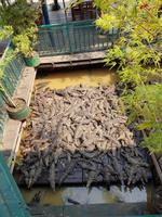 19.02_Tonle Sap See (12)