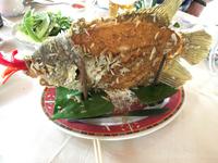 Der Elefantenohrfisch