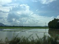 Ueberflutete Reisfelder