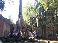 Urbaeume halten den Tempel Ta Prohm 