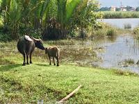 Na mein kleines Wasserbueffelchen...