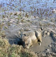 baden, immer nur baden