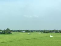 Saftig gruenes Mekong Delta