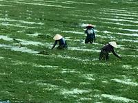 Unkraut zupfen in Vietnam