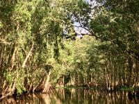 oh wir wunderschoen im Eukalyptuswald