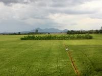 Der Reis ist gelb und bereit fuer die Ernte. 