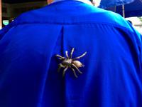 eine zahme, noch unfrittierte Spinne