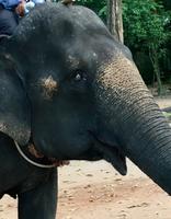 Elefant wartet auf Kundschaft bei Angkor Thom