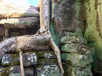 Ta Prohm wird zusammengehalten 