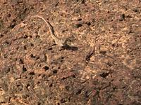 Ein Chameleon auf rosa Sandstein