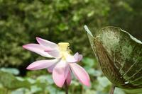 Tra Su-Mangrovenwald