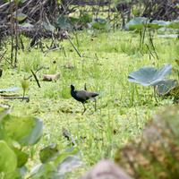 Tra Su-Mangrovenwald