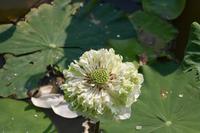 Tra Su-Mangrovenwald