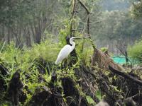 Tra Su-Mangrovenwald