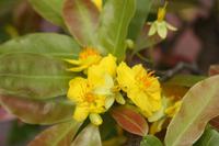 Vietnam - Pfirsichbäumchen