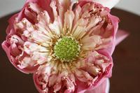 Kambodscha Impressionen