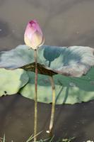 Kambodscha Impressionen