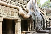 Angkor - Ta Phrom