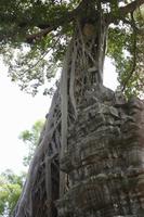 Angkor - Ta Phrom