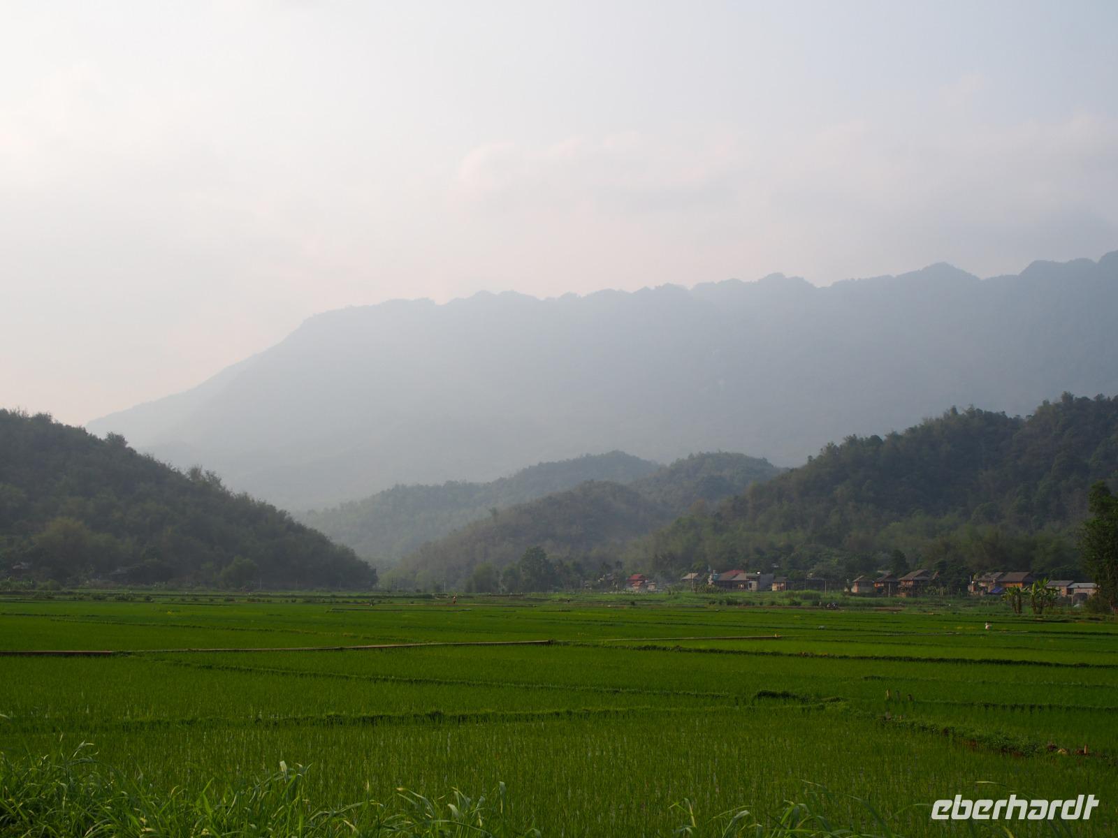 Mai Chau: Reisfelder