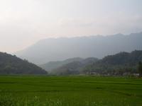 Mai Chau: Reisfelder