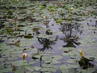 Ninh Binh: Seerosenteich