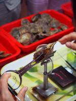 Perlenzucht: Ein Kern aus Perlmutt wird eingesetzt