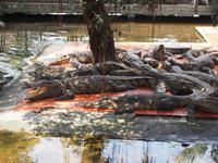 Long Xuyen - Krokodilfarm