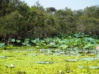 Tra Su: Bootsfahrt im Mangrovenwald