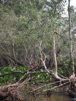 Tra Su: Bootsfahrt im Mangrovenwald