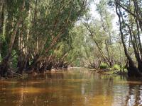 Tra Su: Bootsfahrt im Mangrovenwald