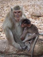 Angkor Thom: Paviane