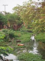 Mehrfarbige Schweine gelten als heilig und werden deshalb freigelassen