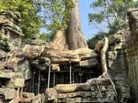 175 Ta Prohm.jpeg