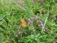 Schmetterling in Mai Chau