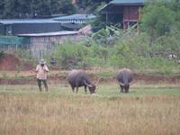 BMW (Bauer mit Wasserbüffel)