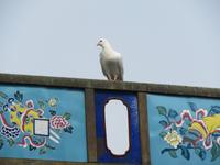 eine Friedenstaube
